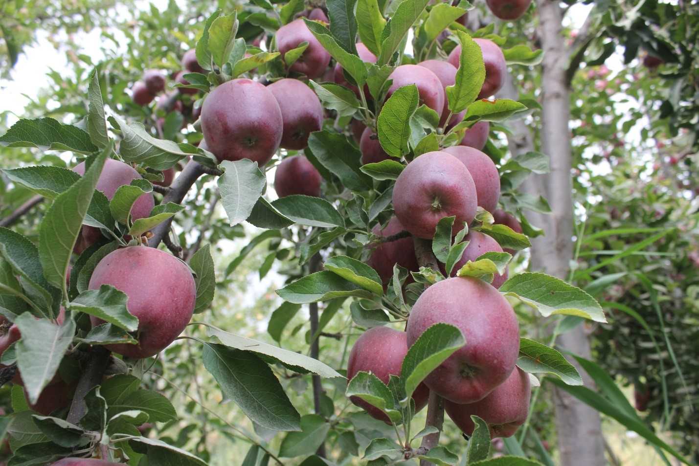 Яблоневый сад в Раштском районе. Фото Your.tj