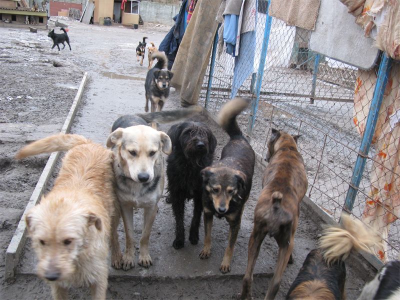 Отстрел собак в Кыргызстане: проявление жестокости или безвыходность? -  CABAR.asia