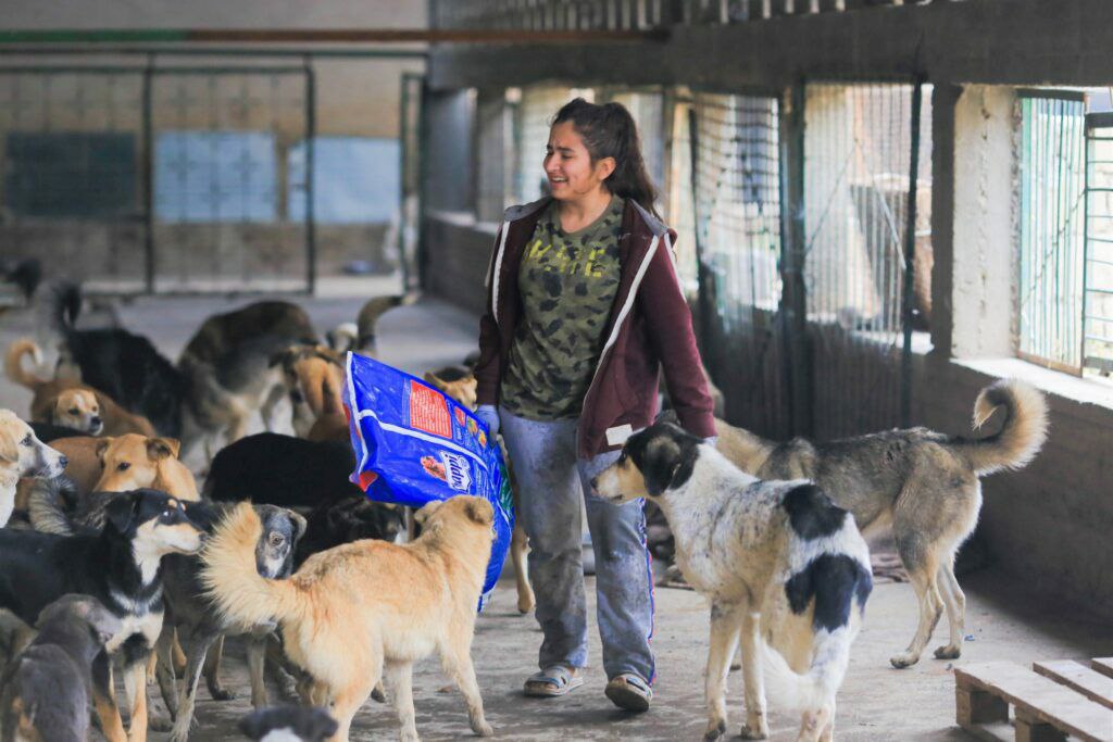Dog shelter in Dushanbe. Photo: vecherka.tj