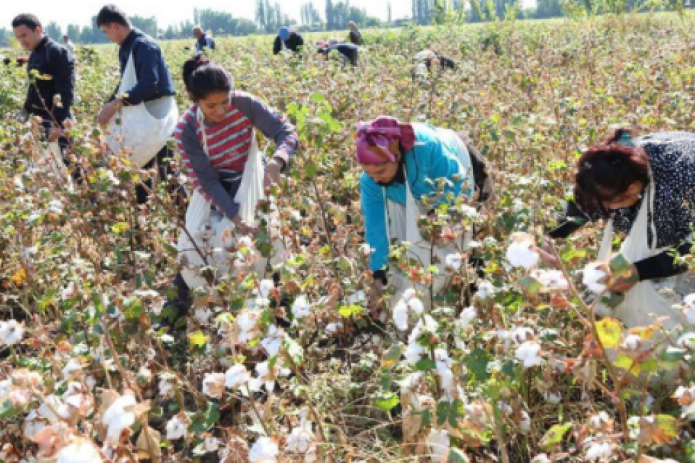 Children at a cotton harvest gathering. Illustrative photo from the Internet