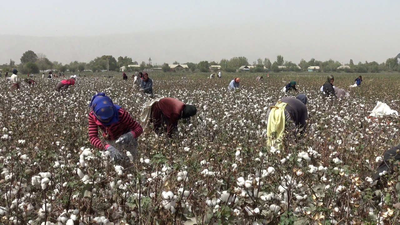 Cotton fields in the Khatlon region of Tajikistan. Photo. CABAR.asia