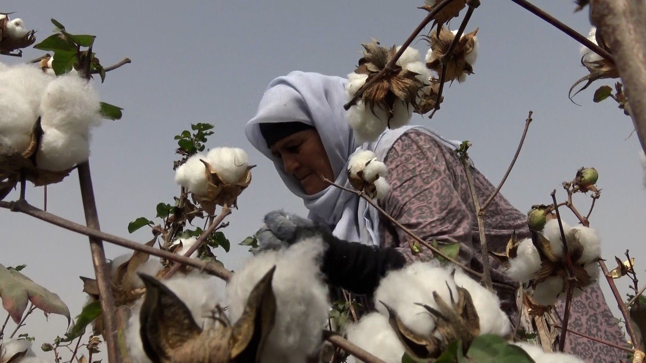 Страны выращивающие хлопок. Тонковолокнистый хлопок в Таджикистане. Выращивание хлопка. Выращивание хлопка в Перу. Выращивание хлопчатника в пустыне.