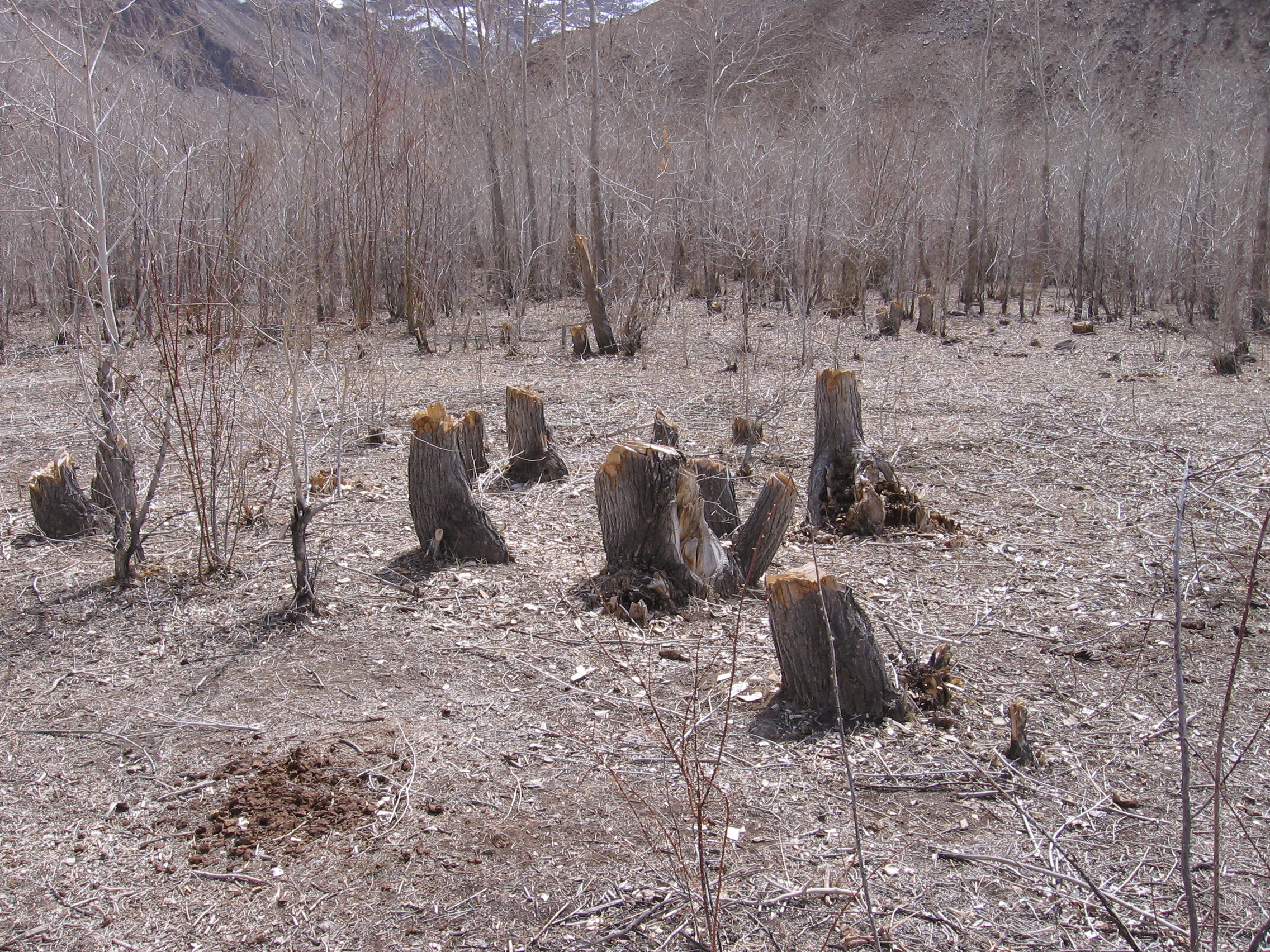 Deforested forest in the Roshtkala district. Photo: CABAR.asia