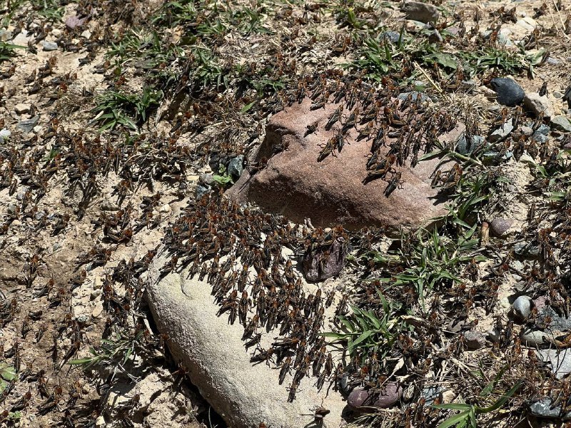 Locust invasion in the Khatlon region. Photo: CABAR.asia