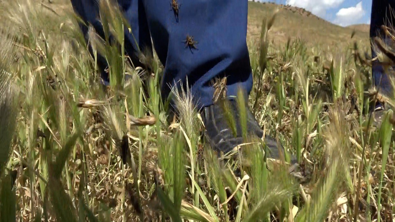 A Tajik farmer shows the scale of the locust invasion. Photo: CABAR.asia