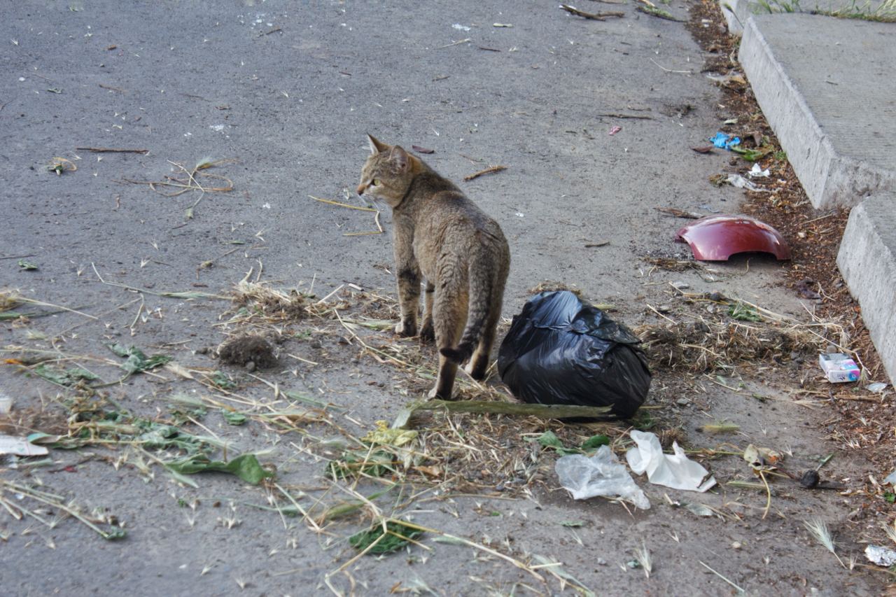 Plastic bags and garbage along the roads of Tashkent. Photo CABAR.asia