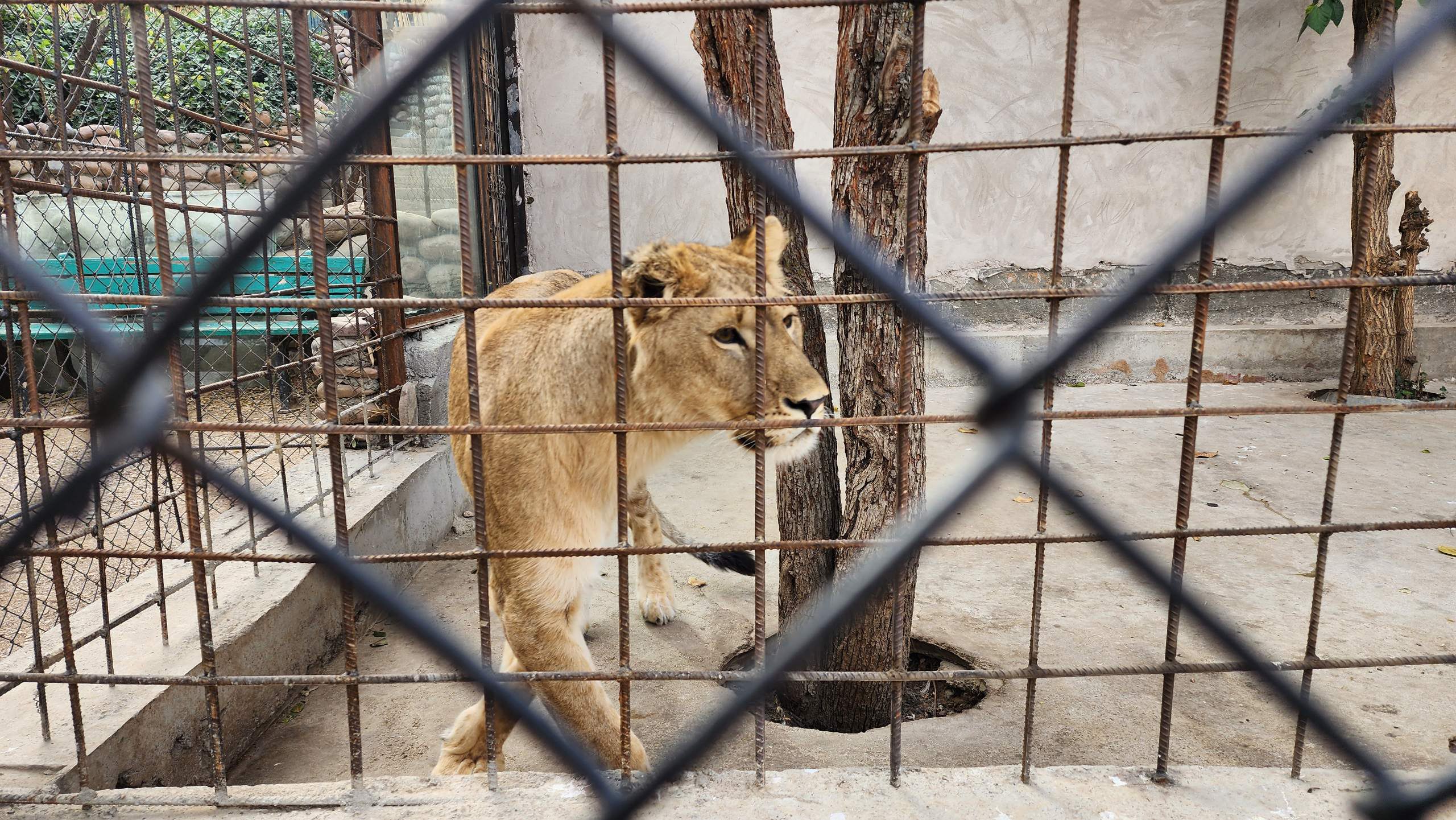 Молодая львица в вольере зоопарка «Lion Park». Фото CABAR.asia