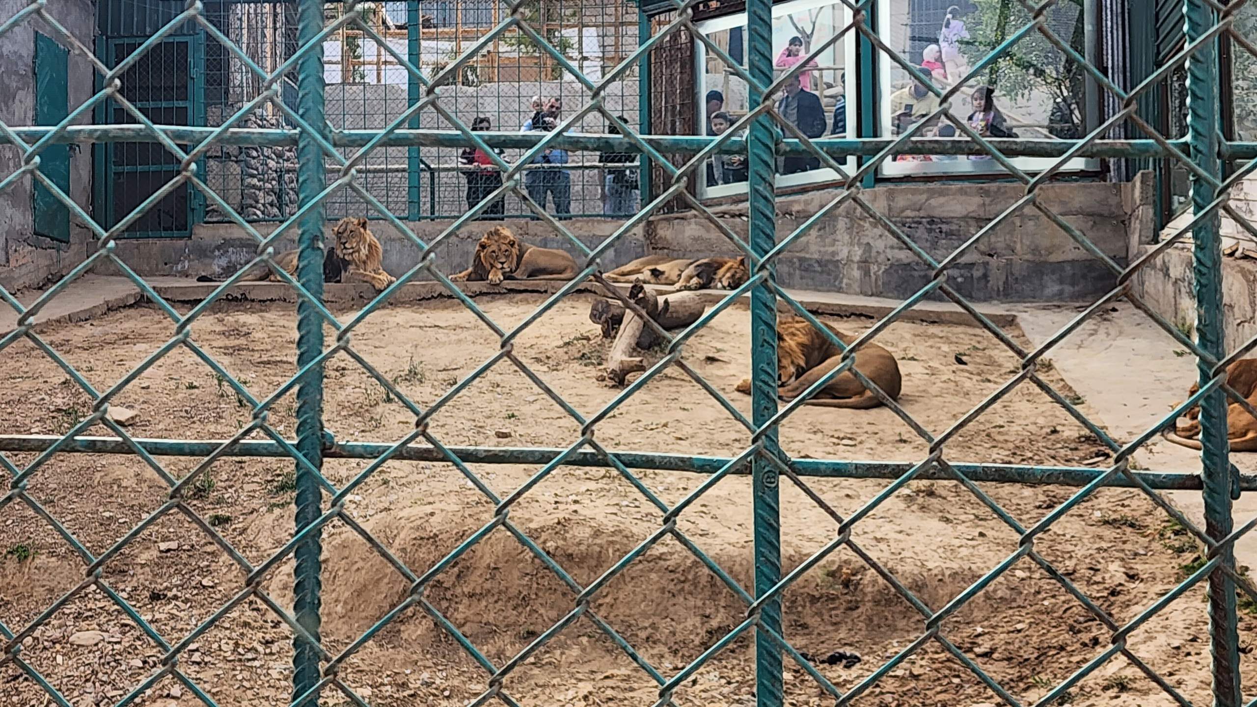 Львы зоопарка «Lion Park». Фото CABAR.asia