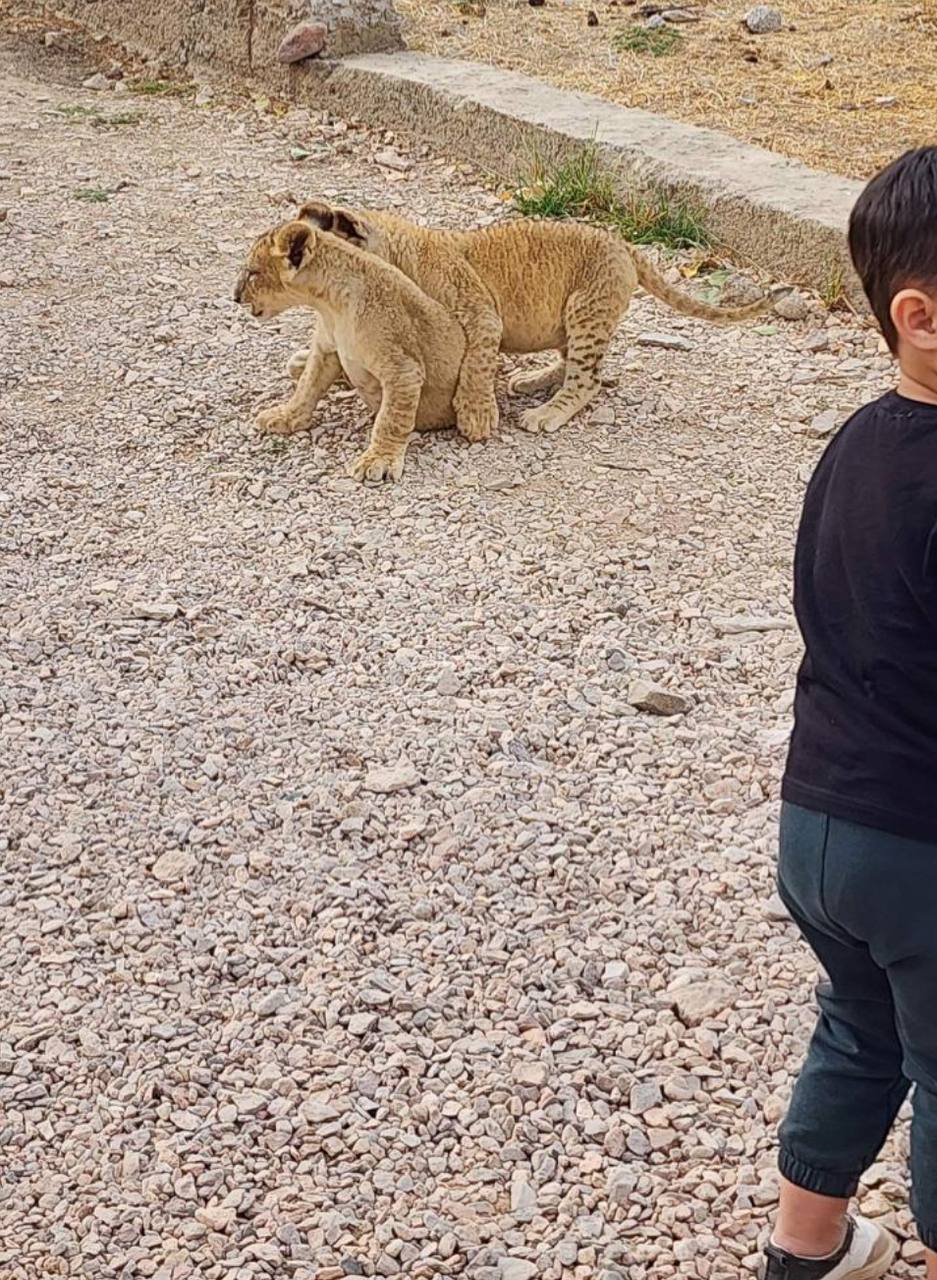 Львята в «Lion Park». Фото CABAR.asia